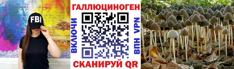 Купить закладки  Кингисепп  Галлюциногенные грибы Magic Shrooms 